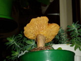 Lactarius pyrogalus image