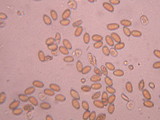 Agrocybe dura image