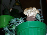 Lactarius pyrogalus image