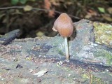 Pluteus longistriatus image