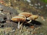 Simocybe centunculus var. centunculus image