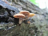 Simocybe centunculus var. centunculus image
