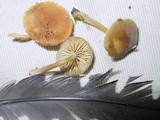 Simocybe centunculus var. centunculus image