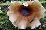 Royoporus badius image