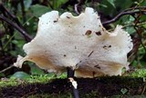 Royoporus badius image