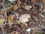Lactarius pyrogalus image