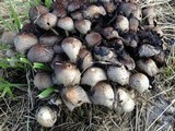 Coprinopsis variegata image