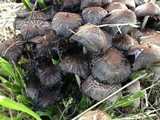 Coprinopsis variegata image
