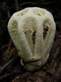 Ligiella rodrigueziana image