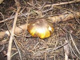 Floccularia albolanaripes image