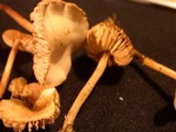 Marasmius oreades image