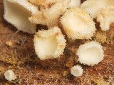 Dasyscyphella nivea image