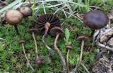 Psilocybe montana image
