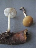 Hydropus subalpinus image