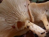 Clitocybe gibba image