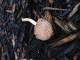 Pluteus longistriatus image