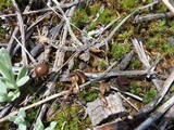 Psilocybe montana image