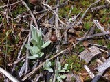 Psilocybe montana image