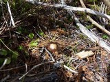 Psilocybe montana image