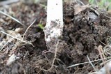 Amanita sect. Vaginatae image