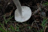 Amanita sect. Vaginatae image
