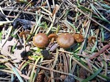 Crassisporium funariophilum image