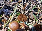 Crassisporium funariophilum image