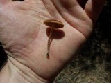 Crassisporium funariophilum image