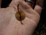 Crassisporium funariophilum image