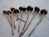 Panaeolus cinctulus image