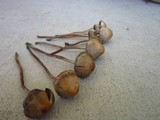 Panaeolus cinctulus image