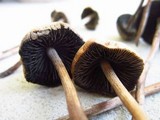 Panaeolus cinctulus image