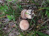 Tylopilus rubrobrunneus image