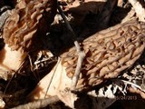 Morchella septentrionalis image