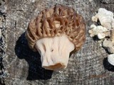 Morchella septentrionalis image