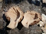Morchella septentrionalis image