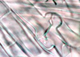 Climacodon pulcherrimus image