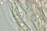 Climacodon pulcherrimus image