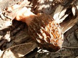 Morchella septentrionalis image