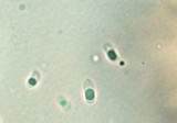 Climacodon pulcherrimus image