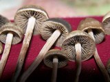 Panaeolus olivaceus image