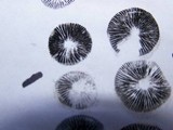 Panaeolus olivaceus image