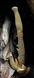 Stiptophyllum erubescens image