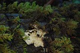Pseudocyphellaria anthraspis image