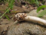 Amanita solaniolens image