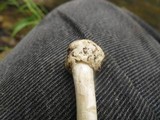 Amanita solaniolens image