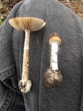Amanita solaniolens image