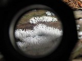 Ceratiomyxa fruticulosa var. fruticulosa image