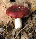 Russula vinacea image