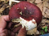 Russula vinacea image